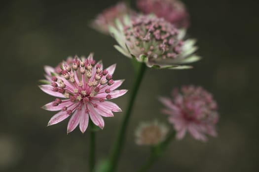 Masterwort