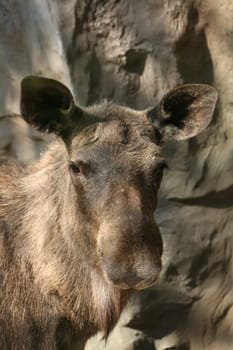 Alces alces