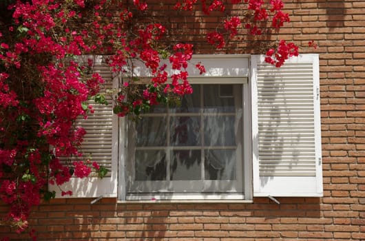 Flower window * South flair