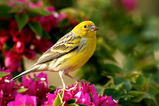 Bird paradise
