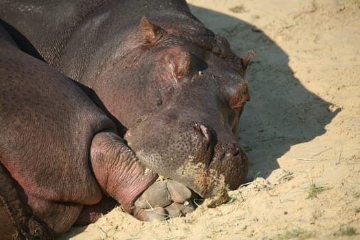 Dozing on land