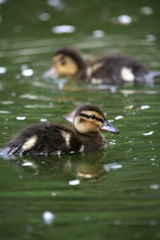 Mallard offspring