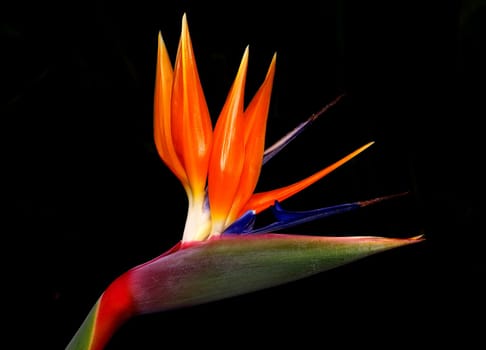 Colorful in front of black