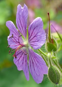 Geranium 'Terre Franche' (Geranium platypetalum x Geranium renadii): bud,flower,fruit ----- The scientific name "Geranium"" and also the German name ""Storchschnabel"" refers to the appearance of the long-stemmed fruit. In it"