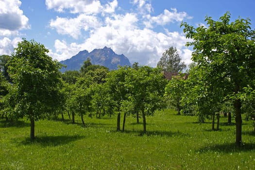 Orchard meadow
