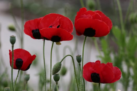 Poppy