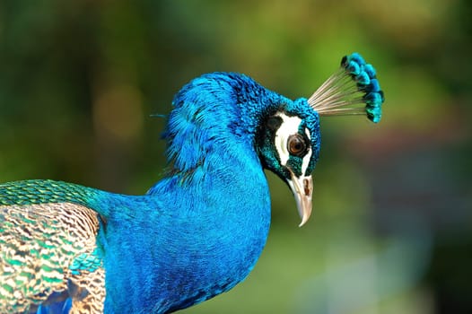 Male peacock