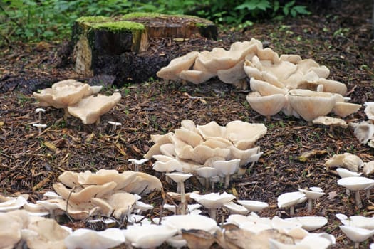 Fungi