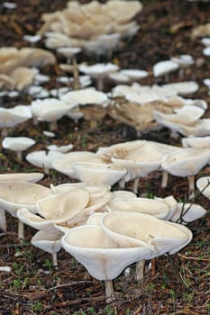 Fungi