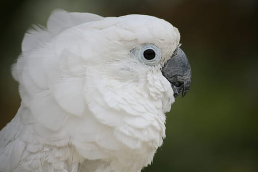 Yellow-crested cockatoo