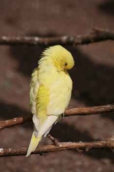 Canary