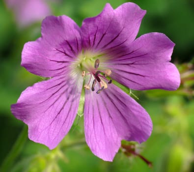 Geranium hybrid Sirak (Geranium gracile x Geranium ibericum) ------ Hybrids are crosses between different species. In the case of the geranium variety Sirak,these are the two parent species Geranium gracile and Geranium ibericum.