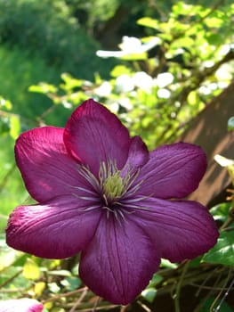 purple clematis