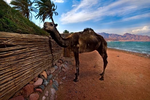 is forbidden my dear beach camel and can be punished with fines...