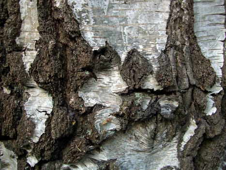 Birch bark