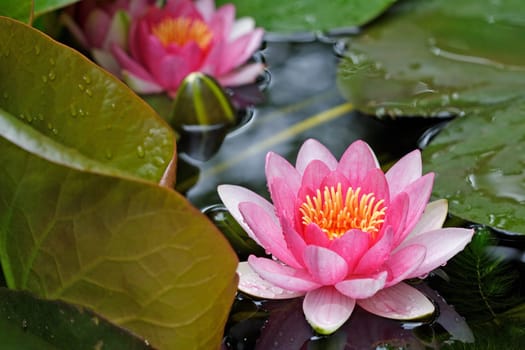 Pond lily