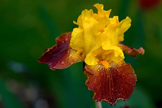 Lily Queen
