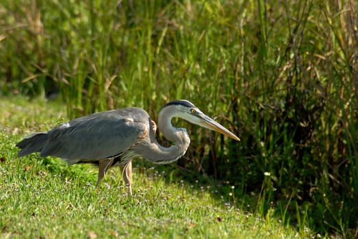 I always find it interesting to observe the animals.....! Shortly afterwards he got a fish out of the swamp.....!:-)