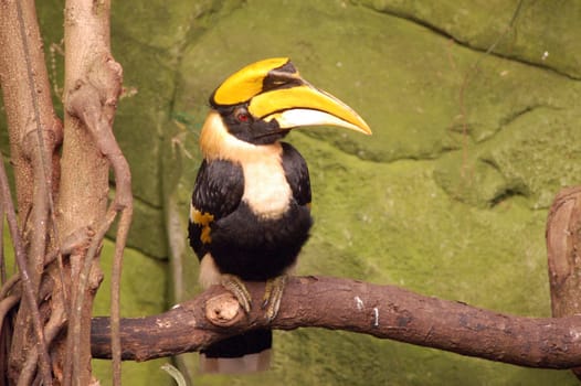 The double hornbill reaches a size of 130 cm,as well as a weight of 3 kg. Males are slightly larger than females. The plumage is black and white in color. A special feature is the very large beak with a horn-like attachment,which,however