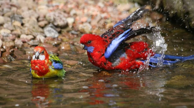 Pennant Parakeet and Rosella Parakeet