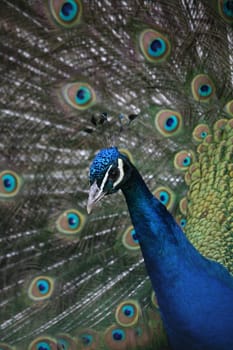 Blue peacock