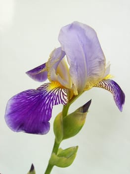 Iris 06