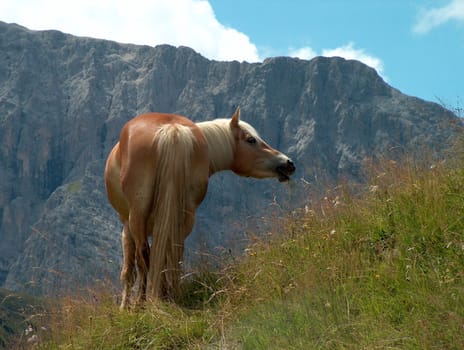 On the alpine pasture