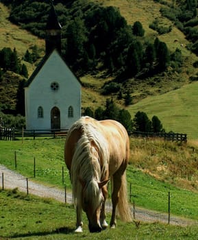 Haflinger