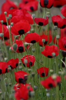 Poppy