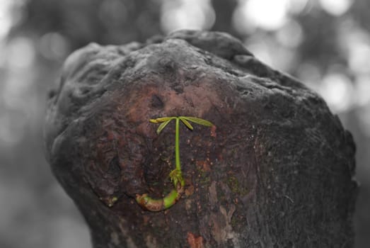 Hope dies last