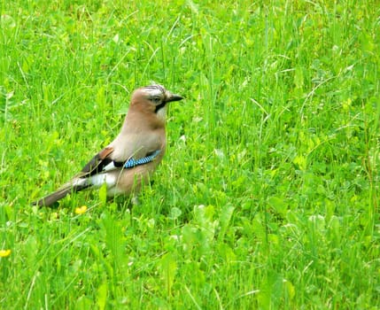 Jay
