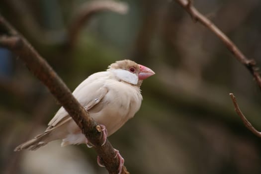 Padda oryzivora (Colour: Falbe)