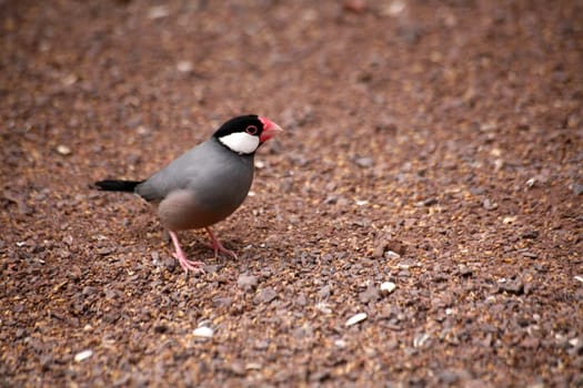 Java sparrow