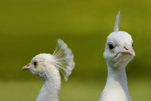 Already 4 thousand years ago,the first peacocks were brought to the Mediterranean. They are thus the first ornamental birds. Since the peacock is loyal to its location,we like to keep it free in parks. Forms that arose in domestication are the black