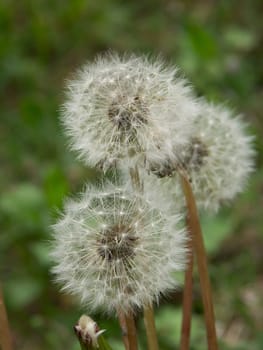 bloomed dandelion,Taraxacum