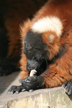 These rare lemurs are only found in Madagascar.