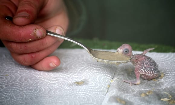 Budgie chicks in feeding