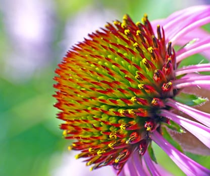 Echinacea purpurea (purple coneflower)