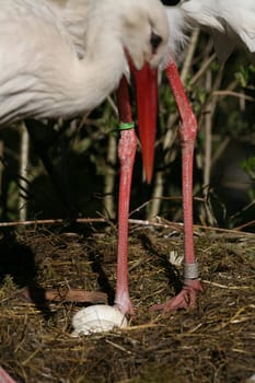 Stork clutches
