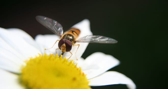 Hoverfly