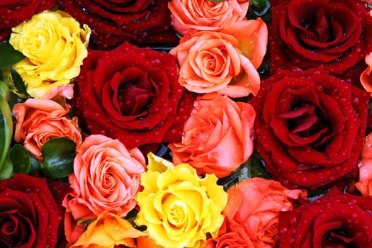 A rose greeting to Bea.