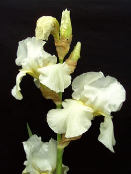 Iris 19