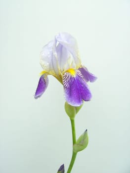 Iris 18