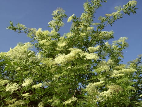 Elderberry 01