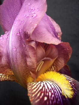 Iris 22