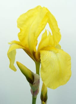 Iris14