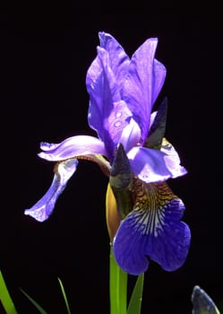Iris 23