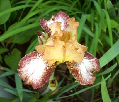 Iris 27