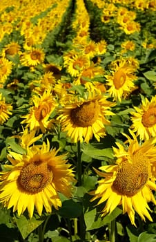 Sunflower field