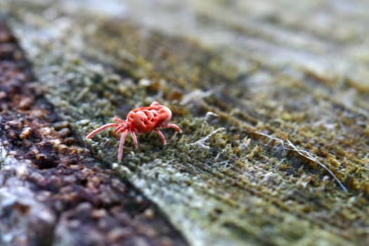 velvet mite